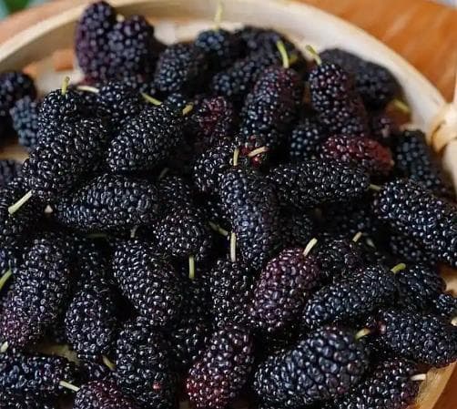 冬季饮用桑葚茶：6种功效搭配全攻略