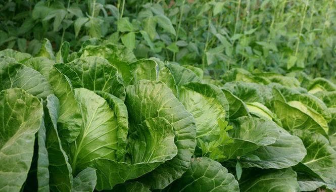 孔雀菜的功效与作用：营养价值、保健功能及烹饪指南
