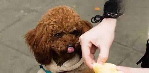 狗狗能吃芒果吗？芒果对狗狗健康有影响吗？