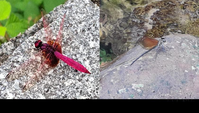 蜻蜓：水中的秘密杀手，空中的优雅舞者