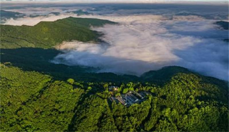 湖北竹山：林下经济点绿成金 生态富民双赢共富
