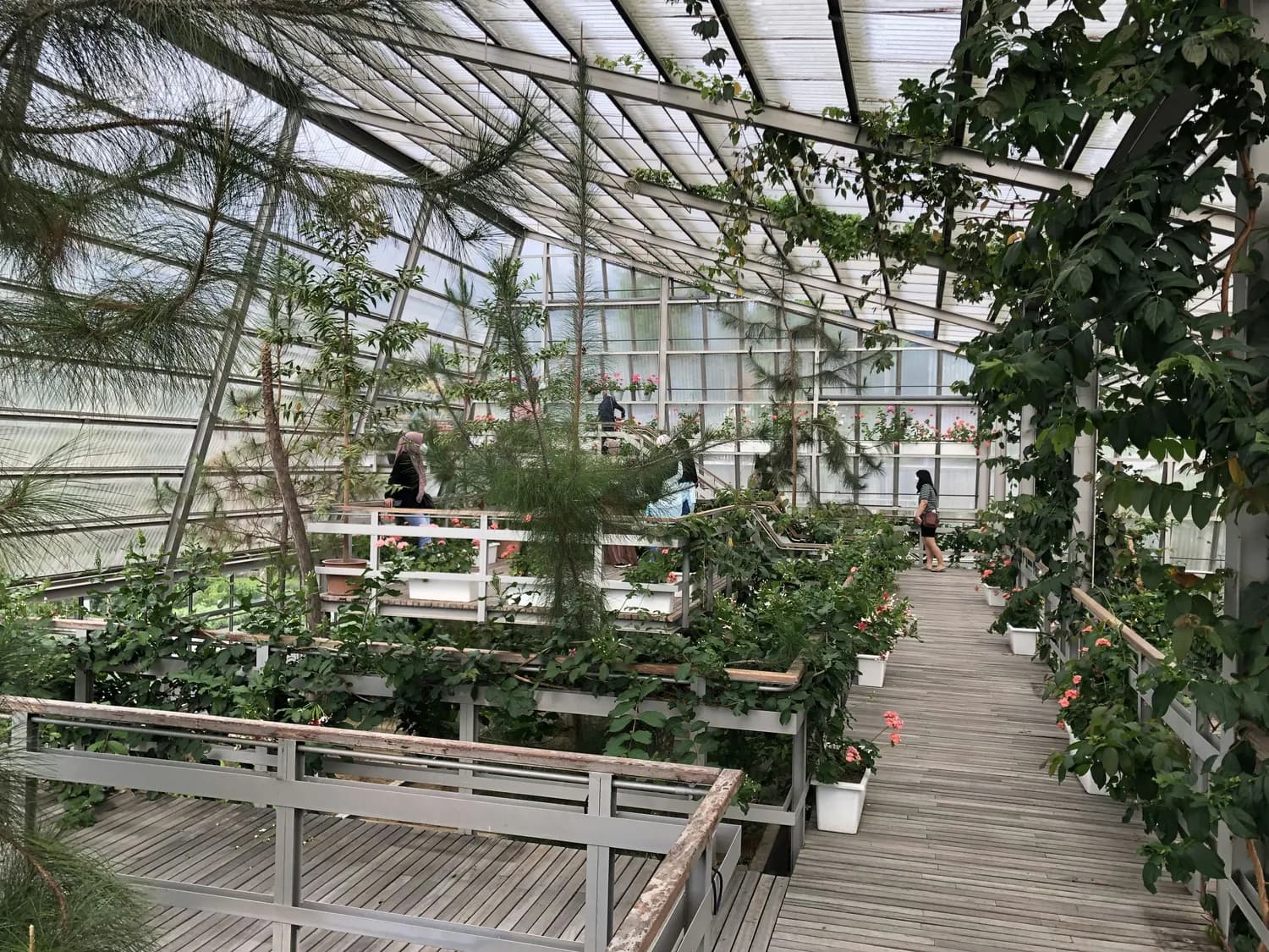 成都水上种菜，环保又高效！