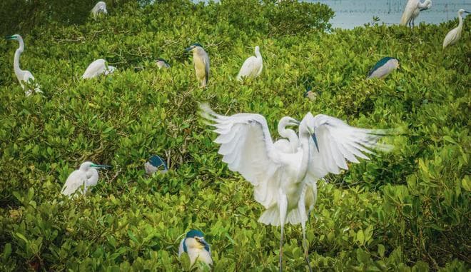 雷州半岛海域获优先保护了！将成生物多样性乐园……