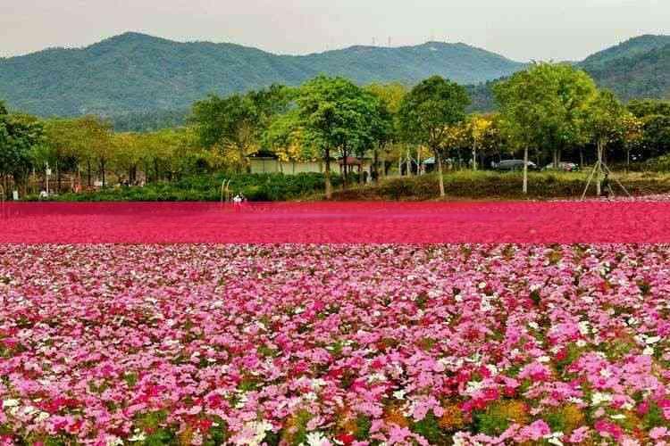 成都深度游10日预算指南：全面解析住宿、餐饮、交通与景点花费