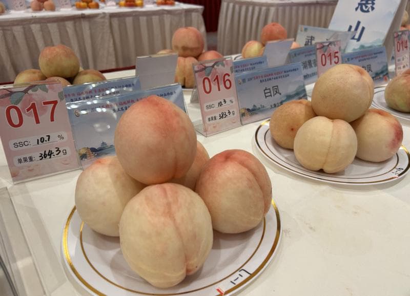 夏日鲜桃大批上市，揭秘桃子好吃的“科技密码”