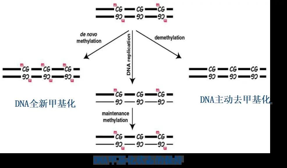 表观遗传学：DNA甲基化