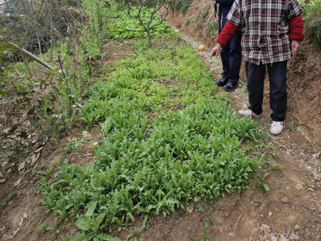 女子种植800余株罂粟只为“看花”，结果……