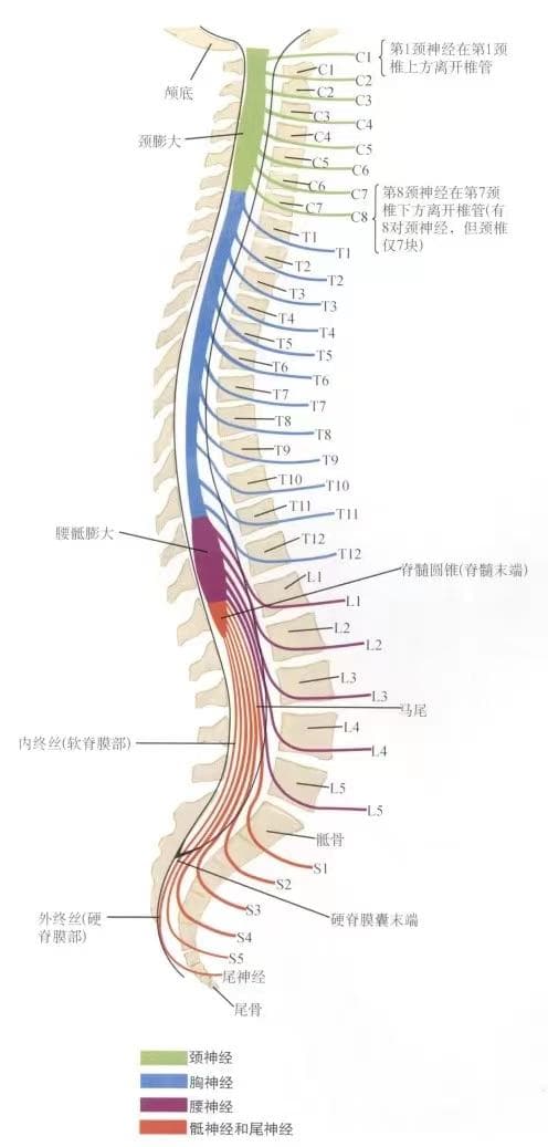 背根神经节在疼痛治疗中的解剖基础