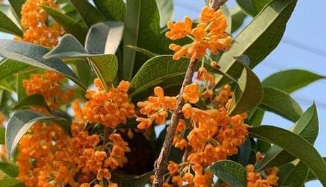 深入了解桂花开花时间及花期（探寻桂花开放的季节与特点，感受美好的芳香气息）