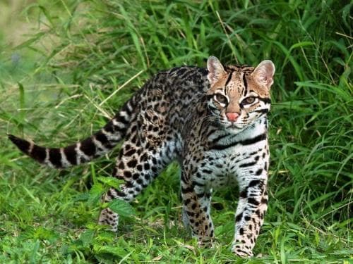 猫咪急性肠胃炎：四大症状识别与三大治疗方案