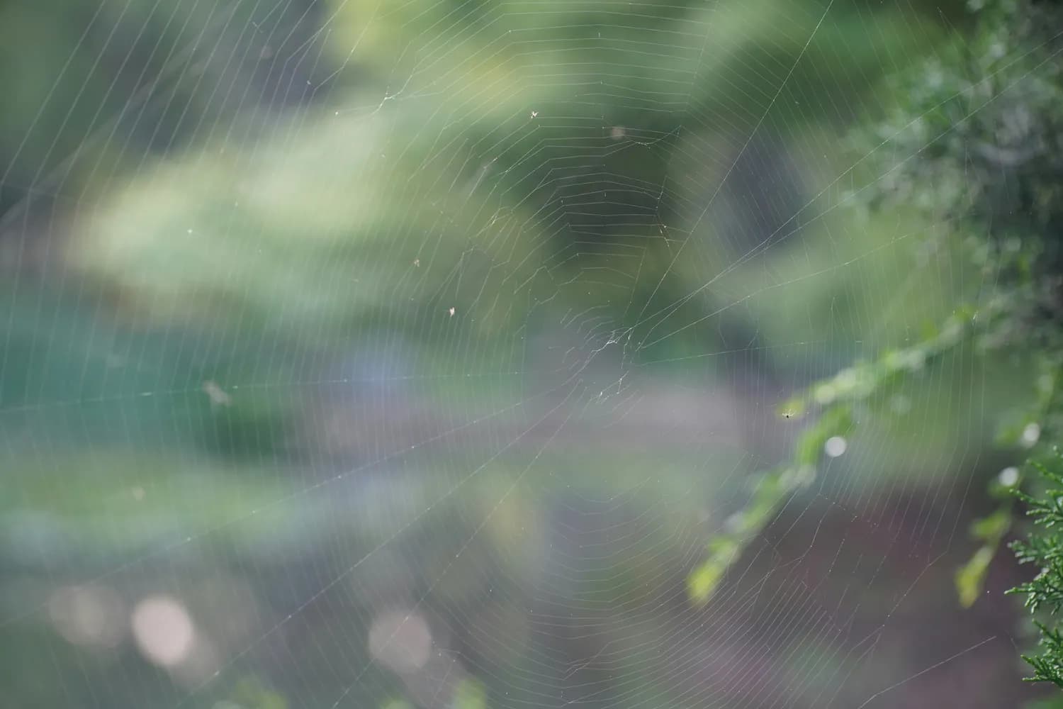 《红蜘蛛》：童年阴影的恐怖经典
