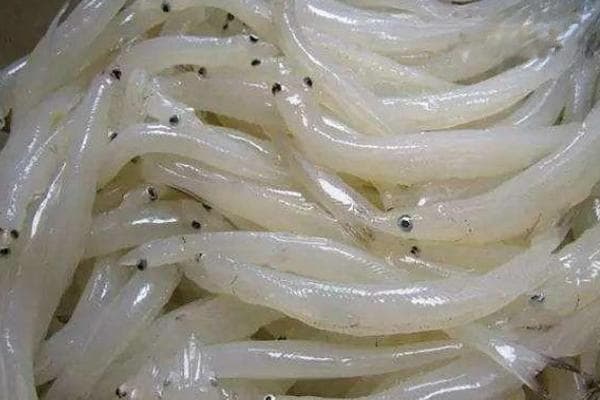长江四鲜是什么？四种名贵江鲜的特征与现状