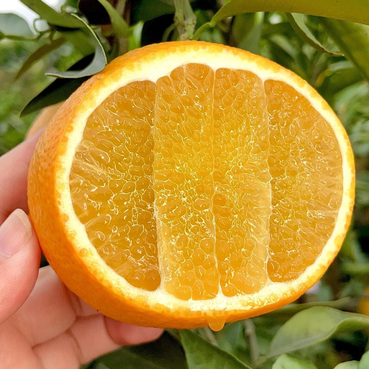 我国哪的橙子最好吃？经过对比，这8种橙子上榜，有你的家乡吗？