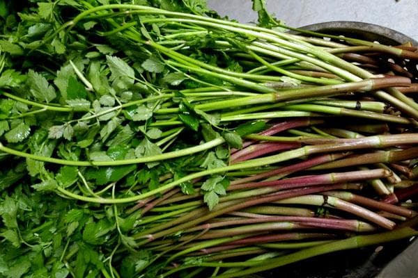 野芹菜：一种高产野生水生蔬菜的全面解析