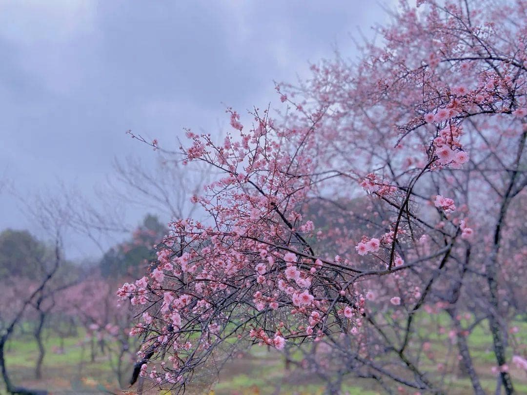 全国赏花攻略