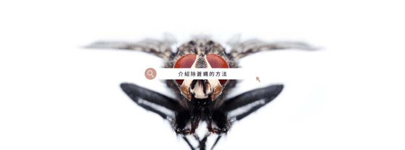除苍蝇攻略：除苍蝇方法与专家建议大公开！