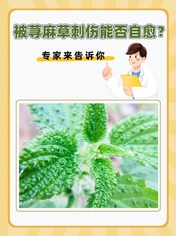 被荨麻草刺伤能否自愈？专家来告诉你