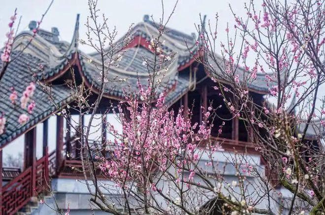 蓄势待发！上海赏梅5大经典位置，准备好了吗？