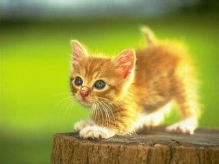 安抚小猫，建立信任，耐心互动。