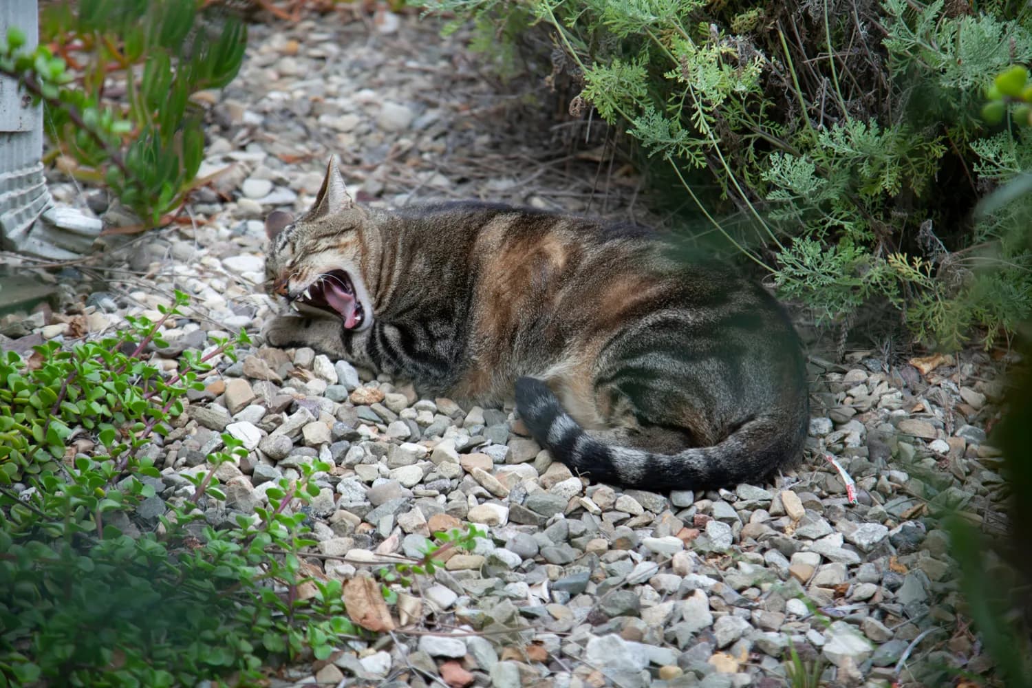 约翰·布拉德肖揭秘：猫咪咬人挠人背后的科学原理