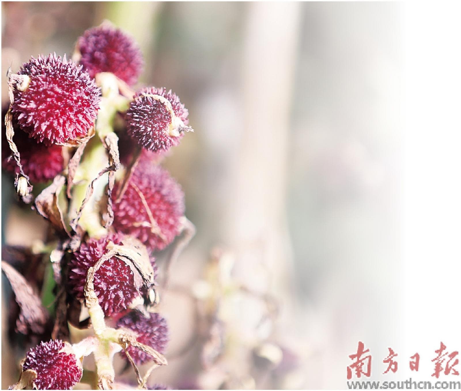 阳春有何底气？
