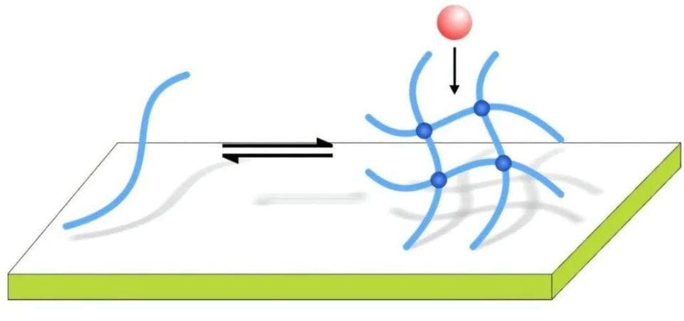 麻省理工开发新型胶水：结合贻贝粘附与黏液抗菌特性