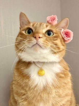 老虎与家猫区别对比
