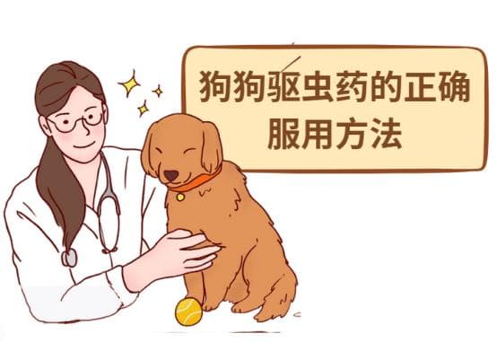 新手必看！狗狗驱虫药的正确服用方法