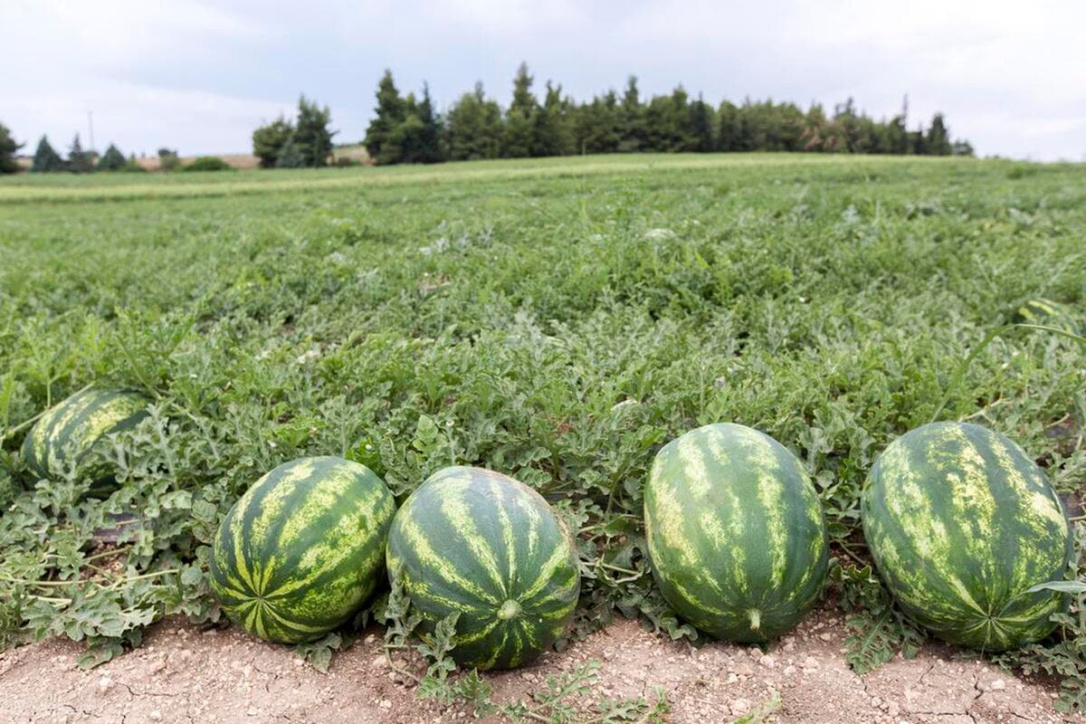 大田西瓜的种植方法