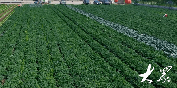 奋战十九年，“超级蔬菜”羽衣甘蓝在她手中开了“花”