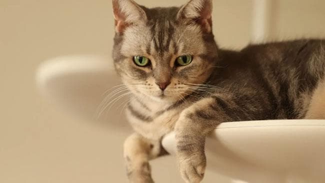 为什么猫咪会盯着你看？猫咪独特的凝视行为