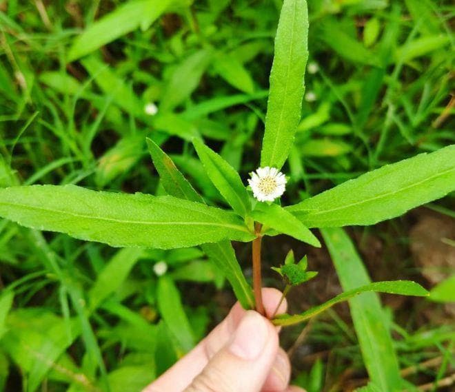 鳢肠：一种农村常见的乌发美食药用植物