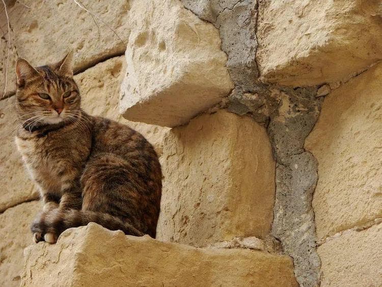 猫咪进化史：8000年从野猫到人类最佳伴侣