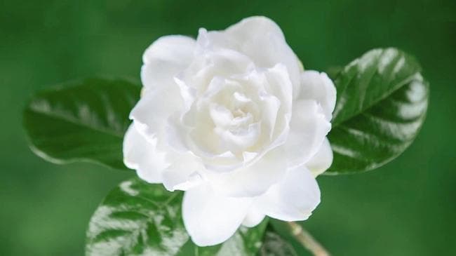 栀子花施什么肥料好 栀子花施肥指南