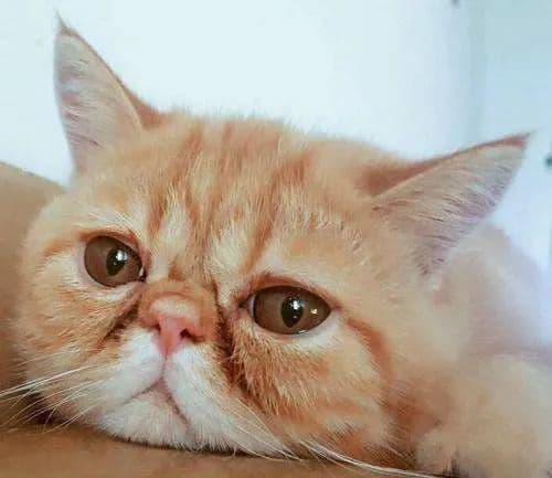 为什么猫咪总是有泪痕，脏兮兮的？怎么办？