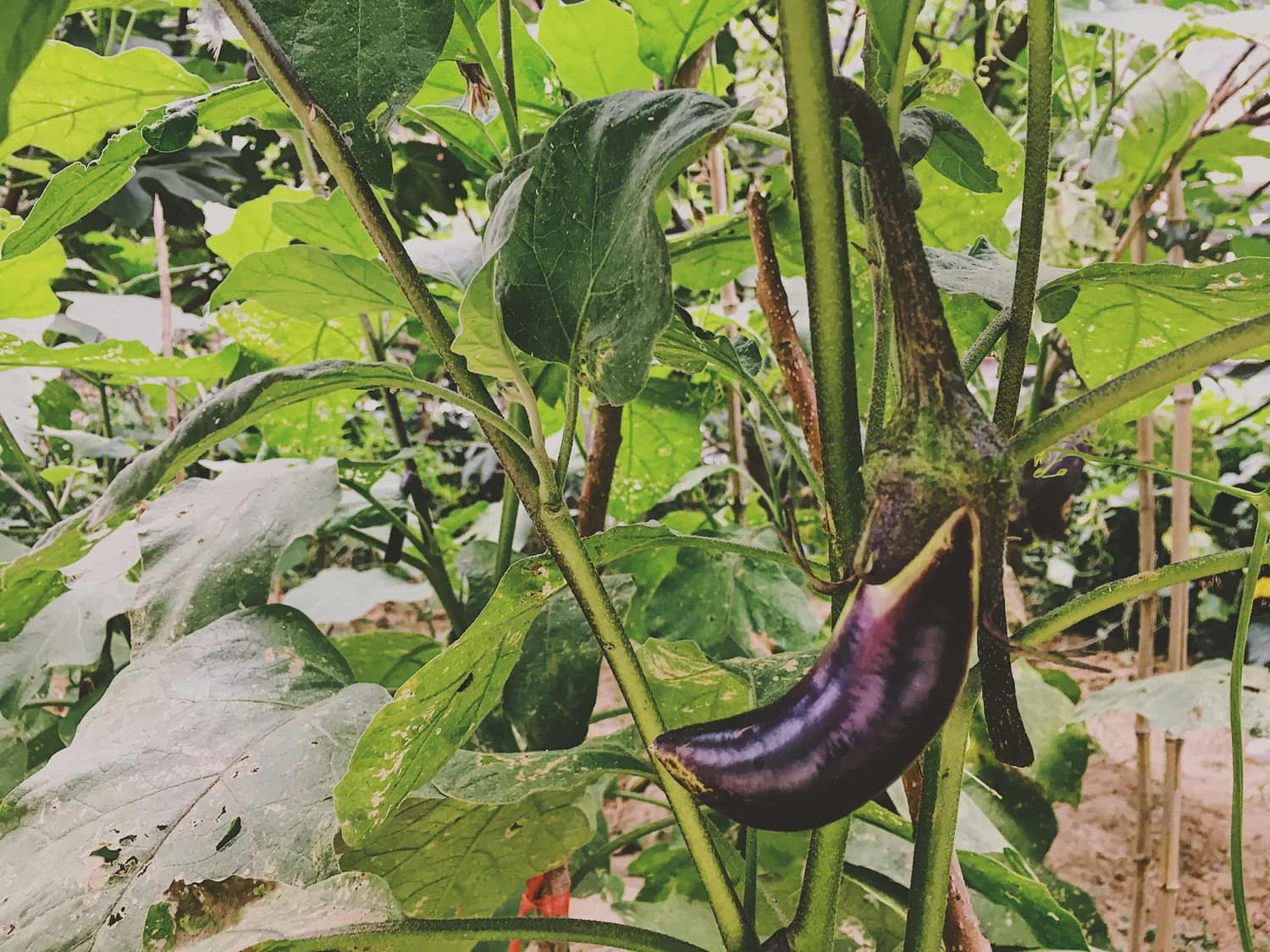 从“昆仑紫瓜”到餐桌常客：茄子在中国的千年传奇
