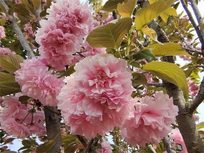 樱花：从品种到文化意义的全面解读