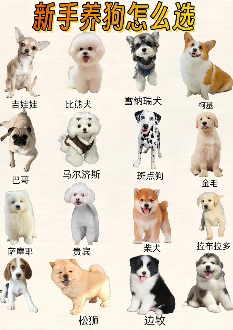 如何识别宠物狗品种：从外观到行为的全方位指南