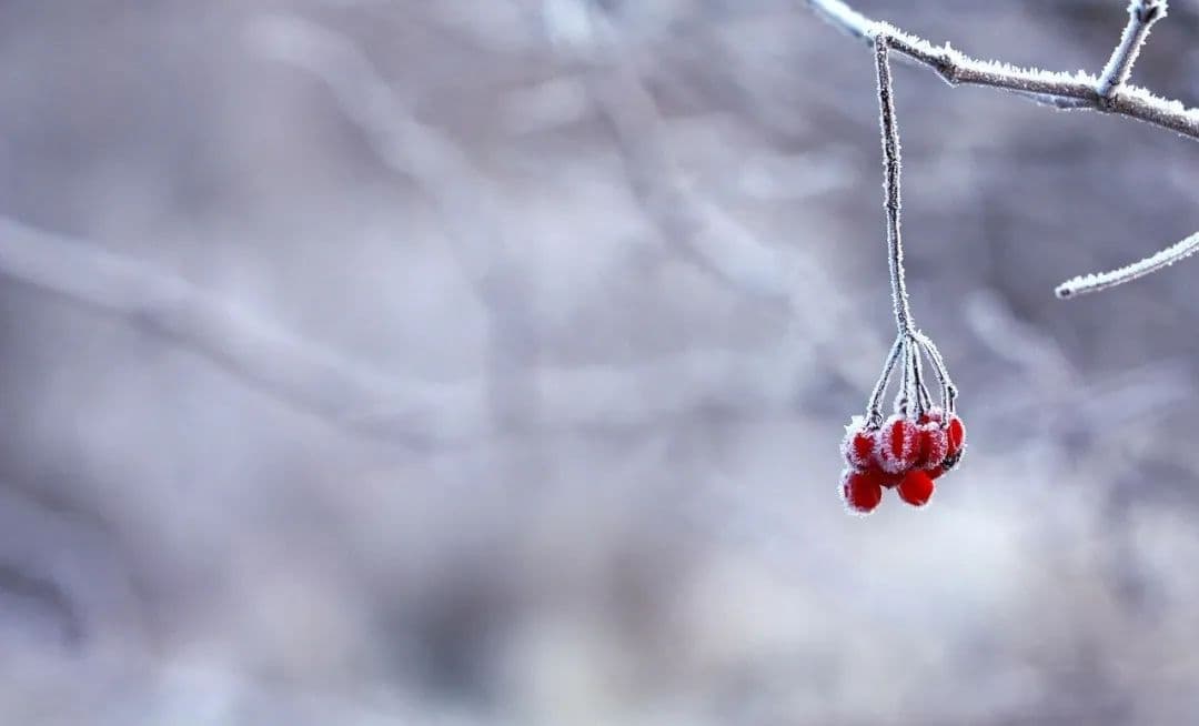 寒流袭来小雪生，如何温阳与养阴？