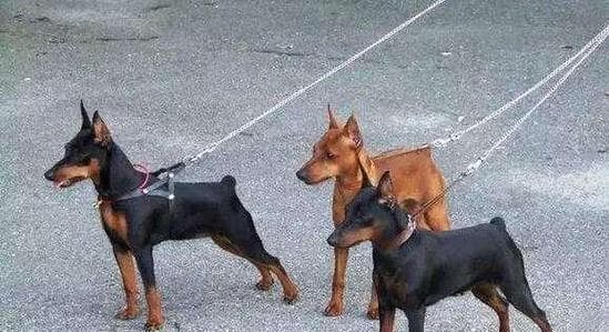小鹿犬饲养全攻略：如何让你的小鹿犬健康成长？