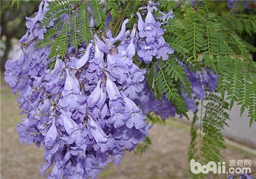 蓝花楹：一种集观赏与经济价值于一身的珍奇木本花卉