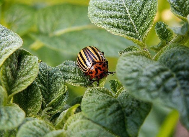 腊梅花病虫害防治：四种方法及时消除虫害，预防是关键