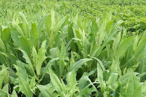 苦荬菜什么时候种植最合适？