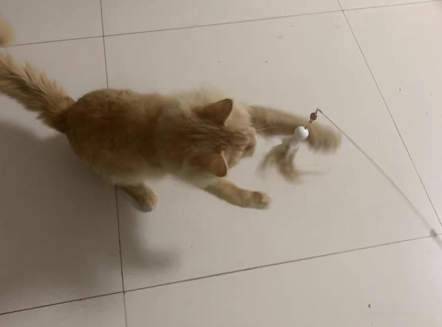 猫咪也爱玩！逗猫棒的神奇魔力