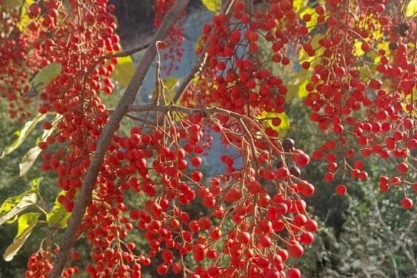 山桐子种植前景如何？