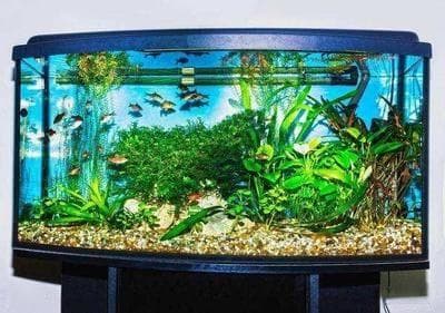 600升鱼缸养几条鱼合适？从鱼缸特性分析适合养鱼数量