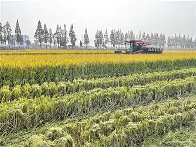 浙江“饭碗”何以装进更多“余杭粮”