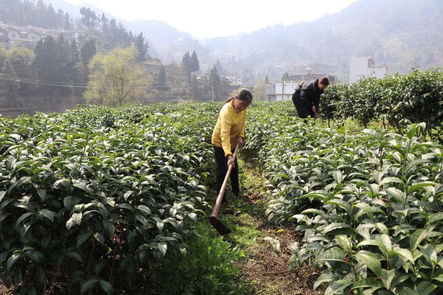 毕节七星关区：古茶香飘话振兴