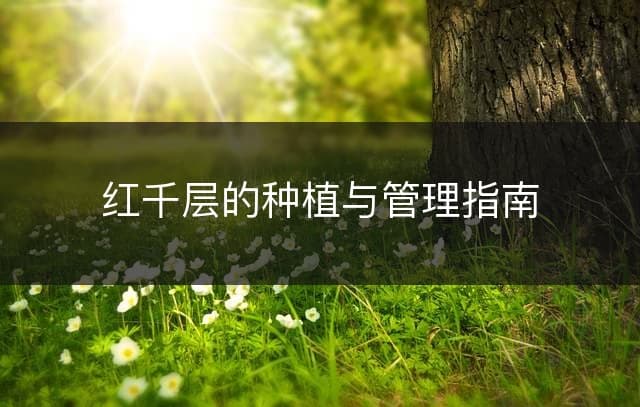 红千层的种植与管理指南