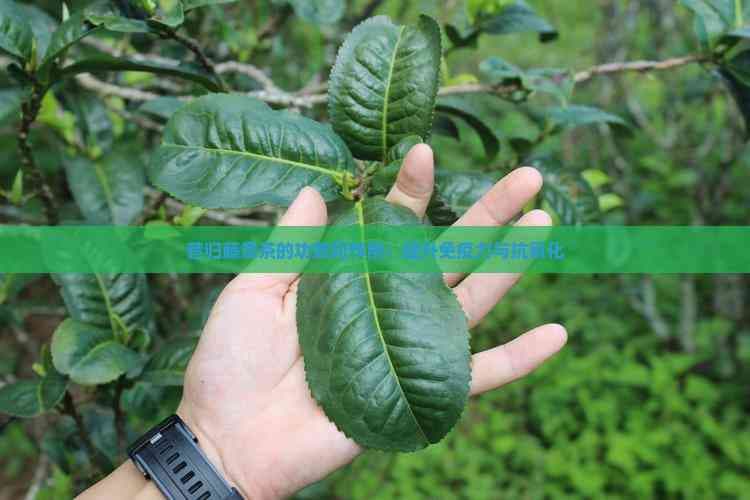 昔归藤条茶的功效和作用：提升免疫力与抗氧化